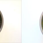 sprouts1