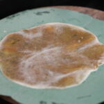 coconut poli