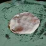 IMG_8100