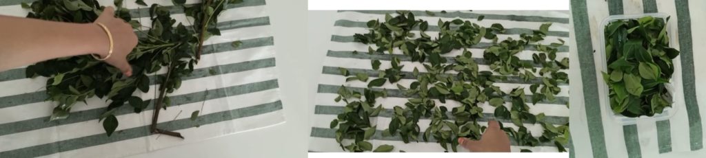 how to store curry leaves