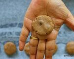 jowar cookies 3
