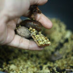 garam masala