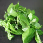 basil leaves