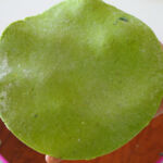 peas chapati recipe